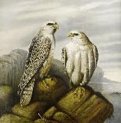 Joseph Wolf Gyr falcons on a rocky ledge oil painting reproduction